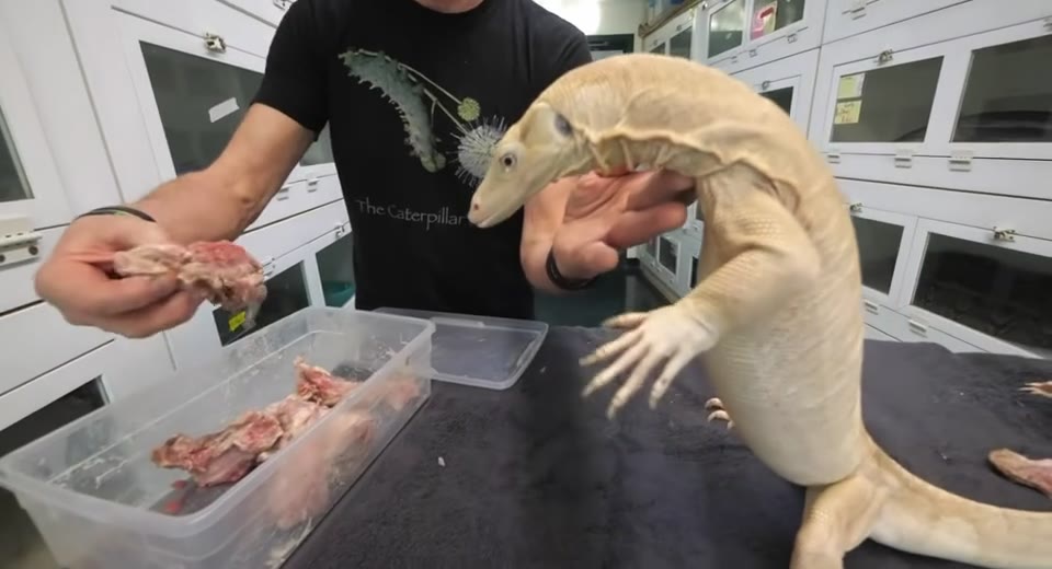 Animals kept and bred by the Citadel Culebra community